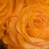 Yellow Roses #1