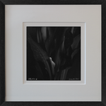 Rolleiflex B/W Lily Photo