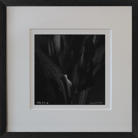 Rolleiflex B/W Lily Photo