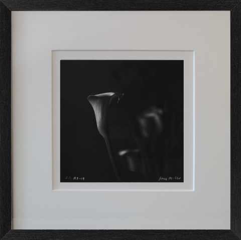 Rolleiflex B/W Lily Photo