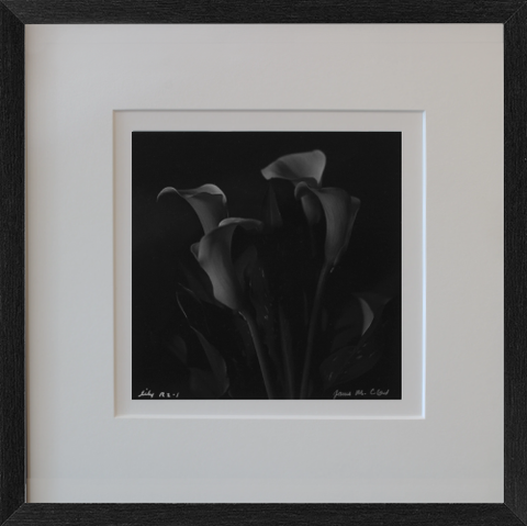 Rolleiflex B/W Lily Photo