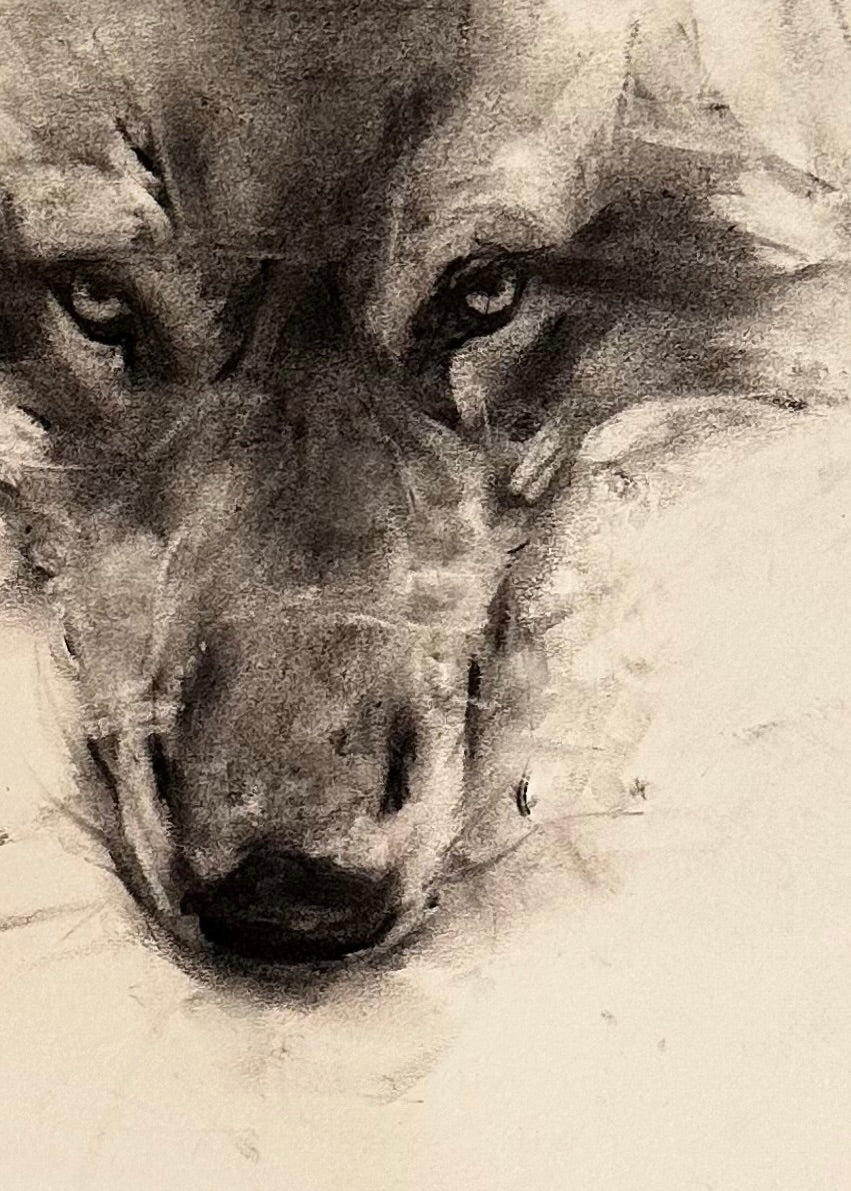 Wolf Study