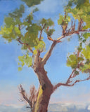 Tree Study 🔴