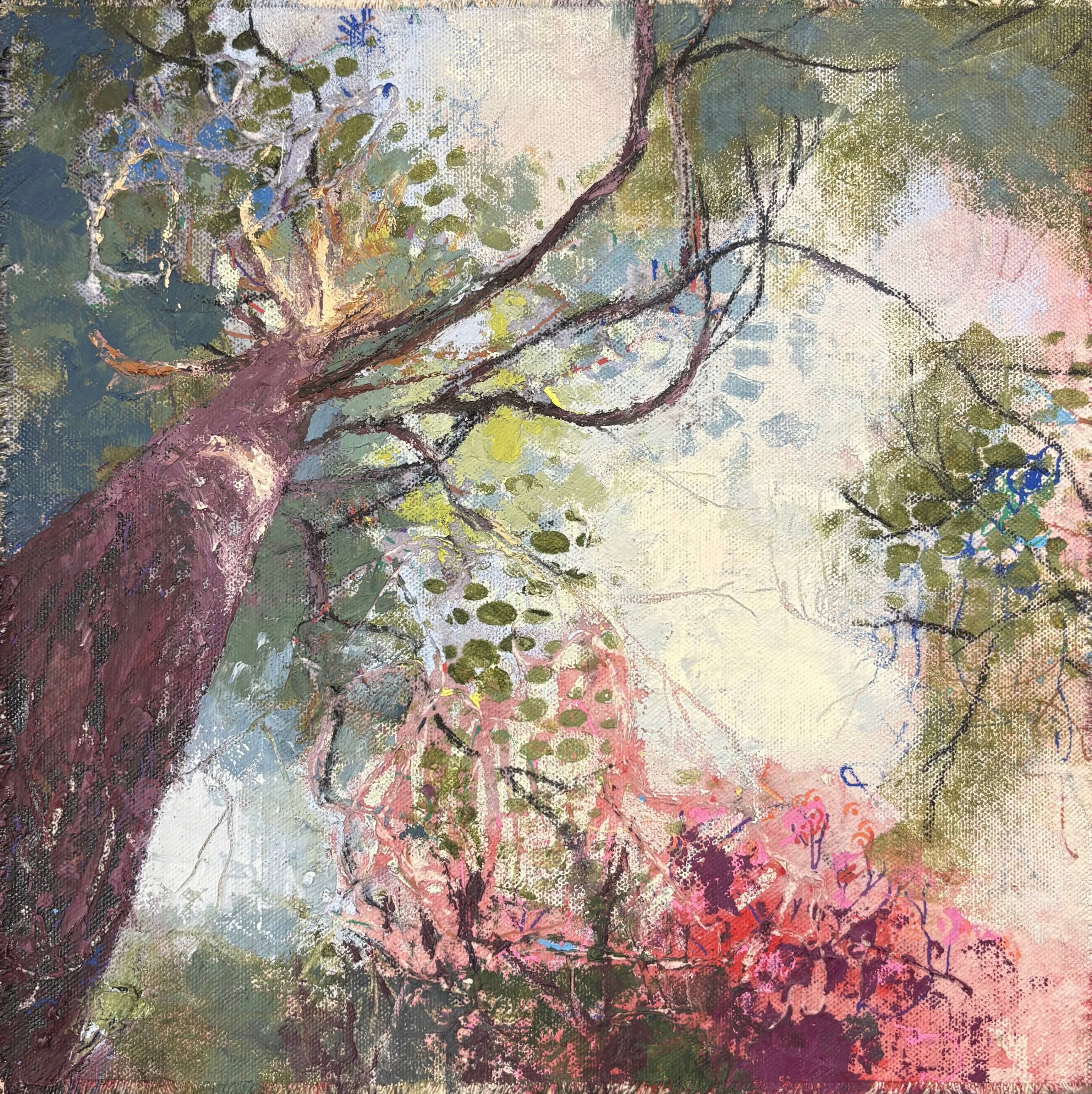 Dreams in the Canopy