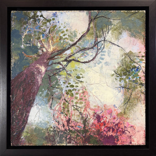 Dreams in the Canopy