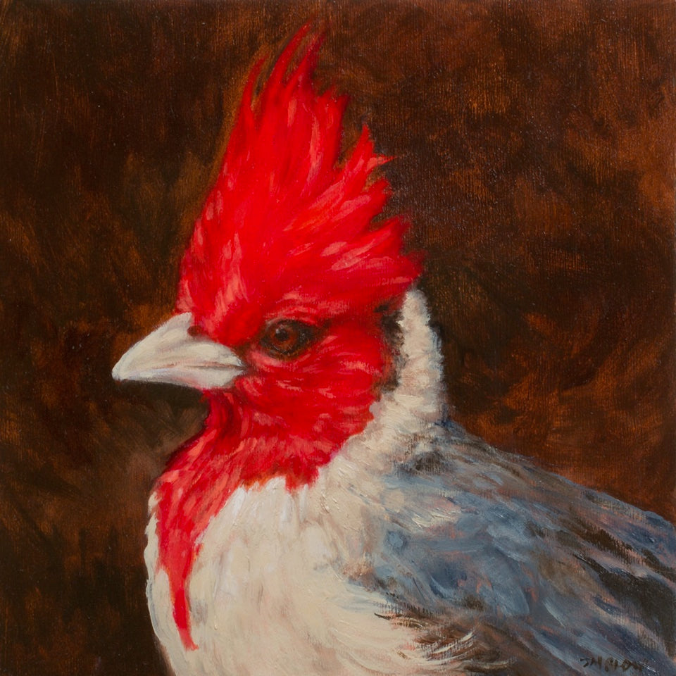 Red-crested Cardinal