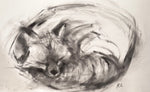 Sleeping Fox