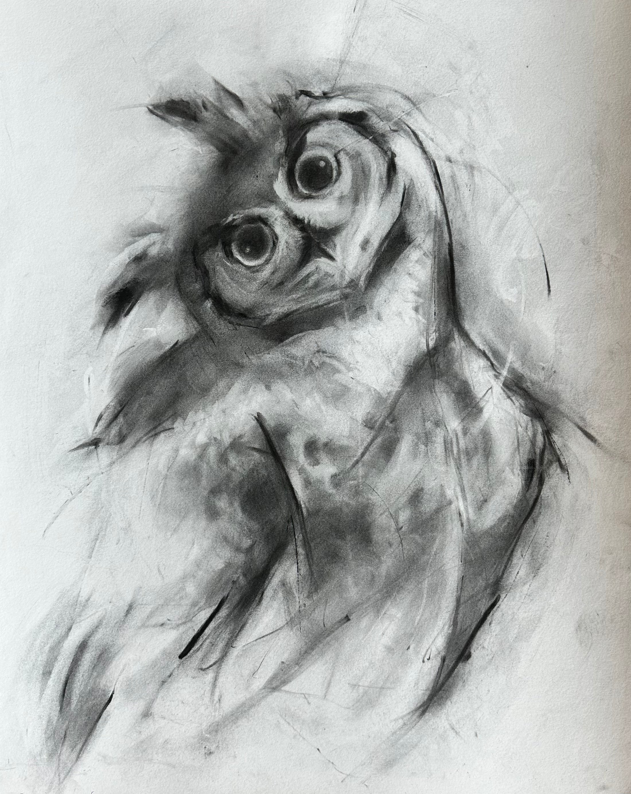 Hoot Goes There?