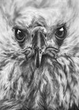 Lord of the Sky