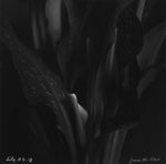 Rolleiflex B/W Lily Photo