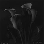 Rolleiflex B/W Lily Photo
