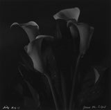 Rolleiflex B/W Lily Photo