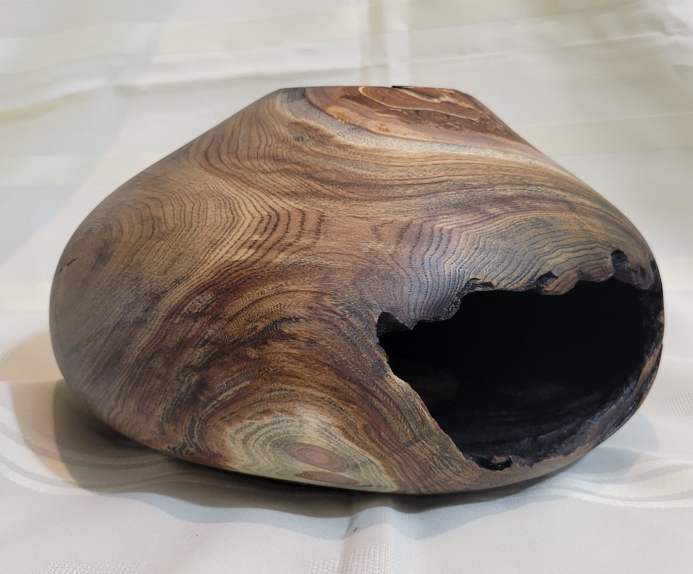 Siberian Elm Hollow Form