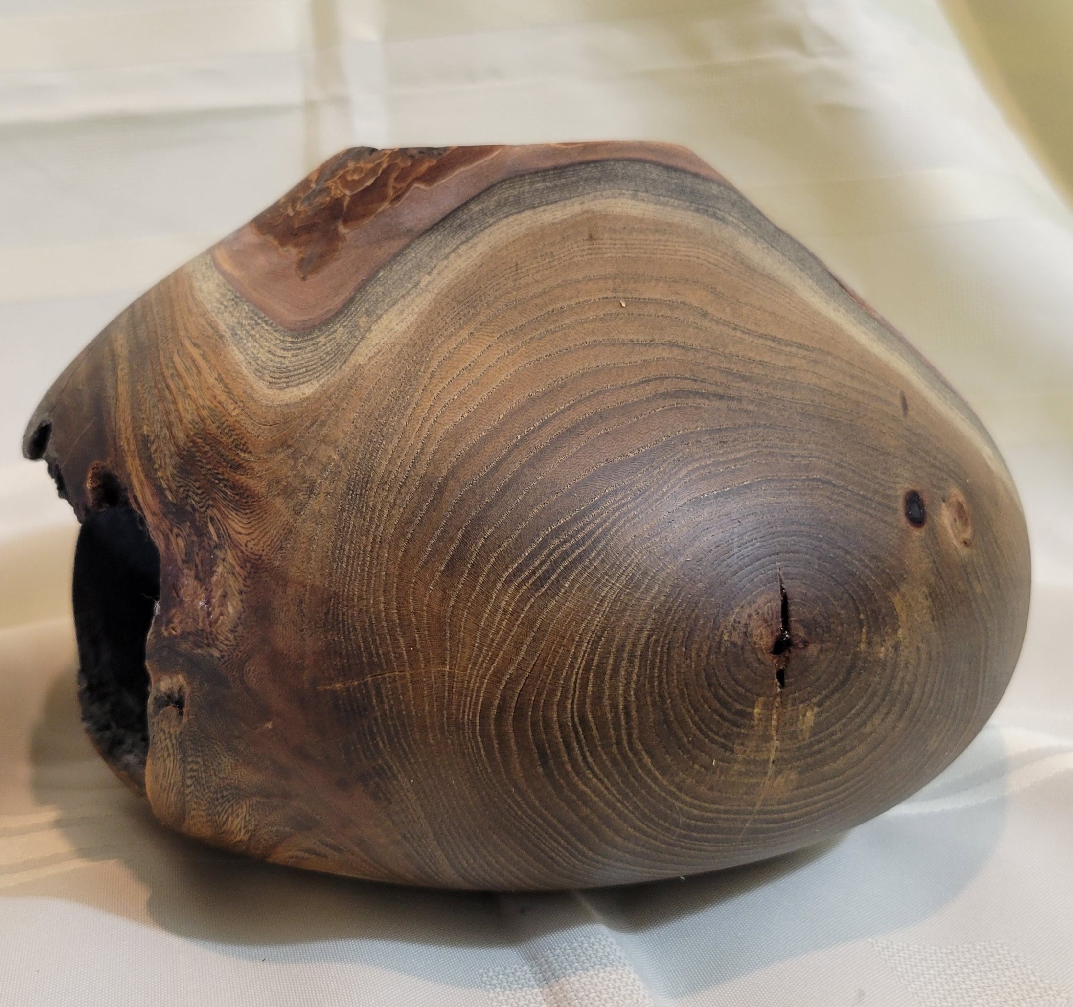 Siberian Elm Hollow Form
