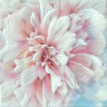 Cotton Candy Bloom