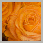 Yellow Roses #1