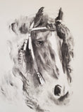 Equus
