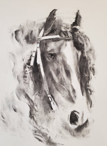 Equus